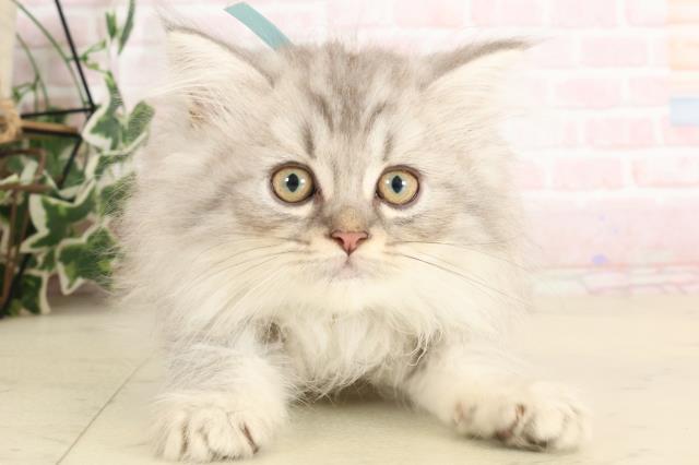 正規品♡ベビモコCATジャガード上下セット♡オフホワイト　サイベリアン 正規品♡ベビモコCAT上下セット♡オフホワイトサイベリアン