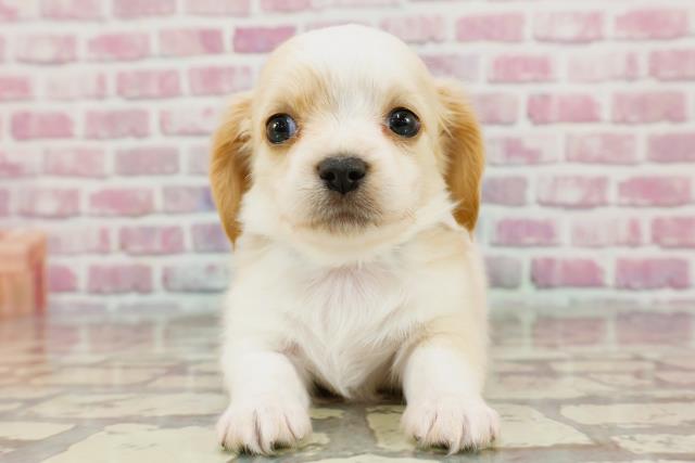 チワックス→自由∞女神さんに変更 - 長袖 