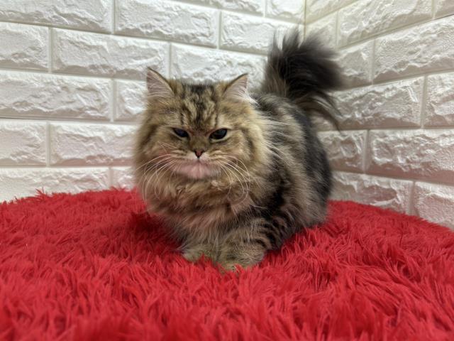 ペルシャ