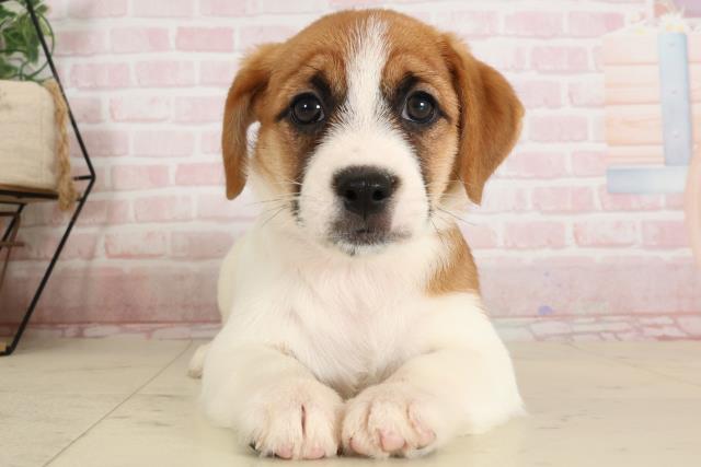 大分県のジャックラッセルテリア (Coo&RIKU大分店/2024年9月6日生まれ/男の子/ホワイトタン)の子犬
