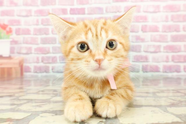 アメリカンショートヘアーの子猫（メス♀） コメリパワー長野