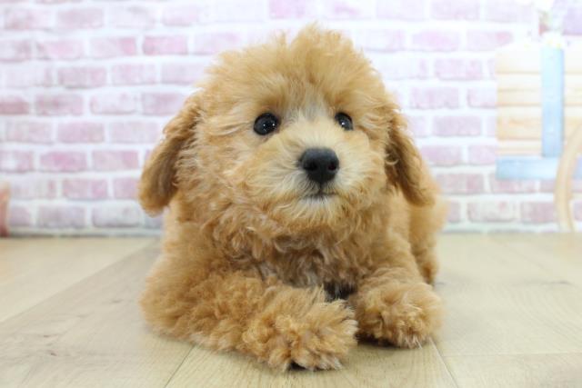 トイ・プードルの子犬（メス♀） 京都店｜ペットショップCoo＆RIKU
