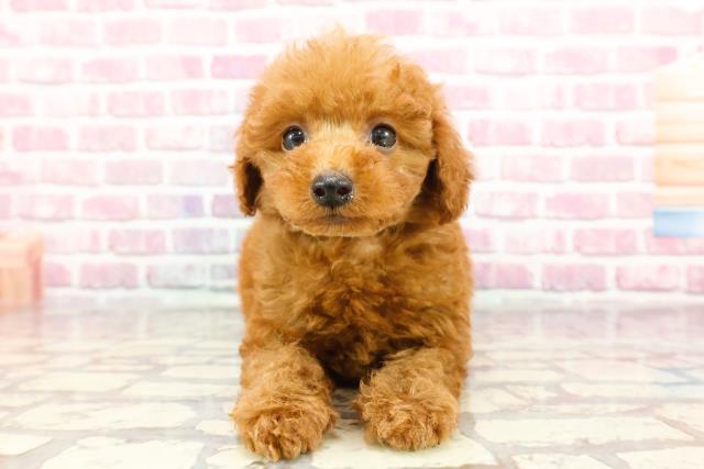 神奈川県のトイプードル(トイ) (Coo&RIKU平塚店/2024年9月10日生まれ/男の子/レッド)の子犬