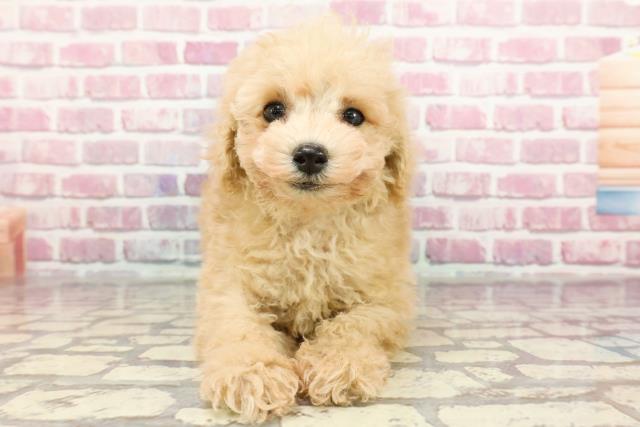 埼玉県のトイプードル(トイ) (Coo&RIKU所沢店/2024年9月11日生まれ/男の子/アプリコット)の子犬