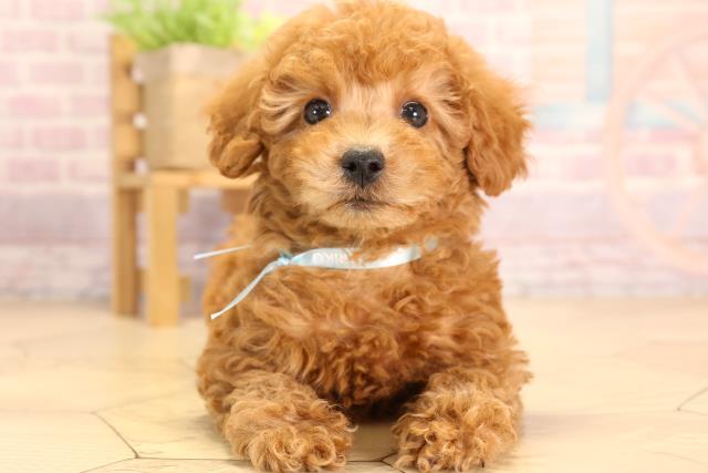 トイ・プードルの子犬（オス♂） 春日井店｜ペットショップCoo＆RIKU