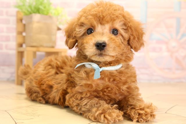 トイ・プードルの子犬（オス♂） 春日井店｜ペットショップCoo＆RIKU