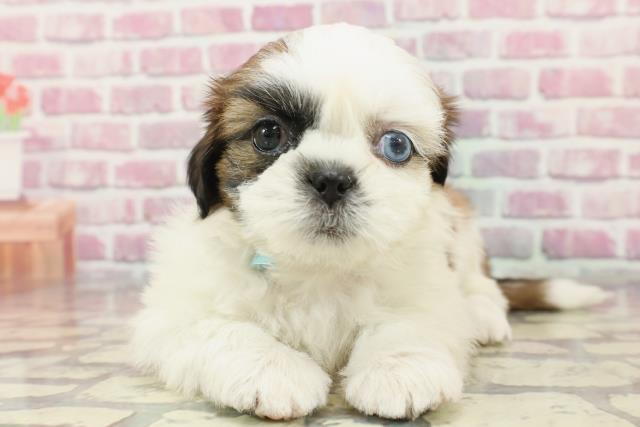 新潟県のシーズー (Coo&RIKU新潟西店/2024年9月15日生まれ/男の子/ゴールドホワイト)の子犬