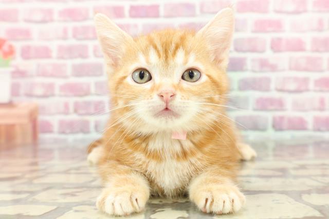 アメリカンショートヘアーの子猫（メス♀） 釧路店｜ペット