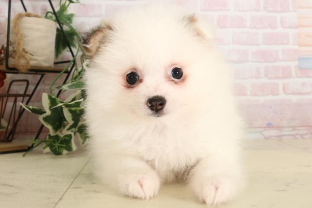 ポメラニアンの子犬（メス♀） 鹿児島店｜ペットショップCoo＆RIKU