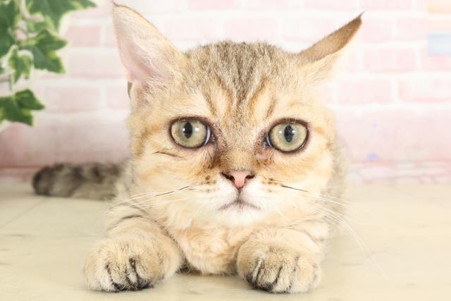 MIX（猫）
