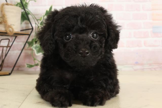大分県のティーカッププードル (Coo&RIKU大分店/2024年9月17日生まれ/男の子/ブラック)の子犬