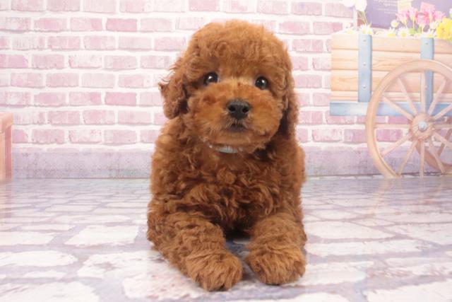 大阪府のトイプードル(トイ) (Coo&RIKU松原店/2024年9月18日生まれ/男の子/レッドフォーン)の子犬
