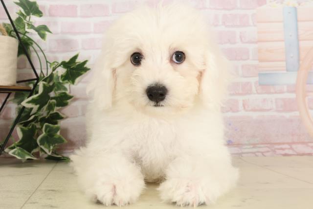 鹿児島県のビションフリーゼ (Coo&RIKU鹿児島店/2024年9月16日生まれ/男の子/ホワイト)の子犬