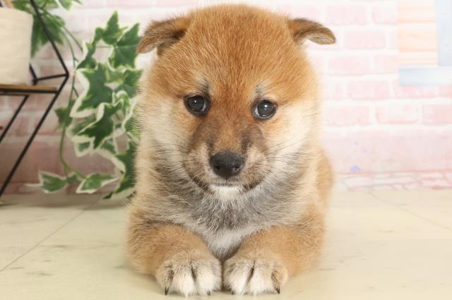 四季オリジナル 柴犬 ぬいぐるみ の通販 by meria's shop｜ラクマ