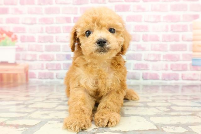 千葉県のトイプードル(トイ) (Coo&RIKU東金店/2024年9月22日生まれ/女の子/アプリコット)の子犬