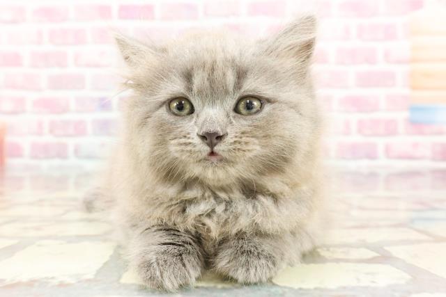 茨城県のブリティッシュロングヘアー (Coo&RIKU水戸店/2024年9月22日生まれ/女の子/ブルー)の子猫