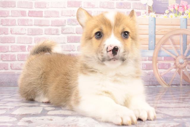 オーダー受付 ティーカップ コーギー ご予約ページ 9/30 オーダー受付