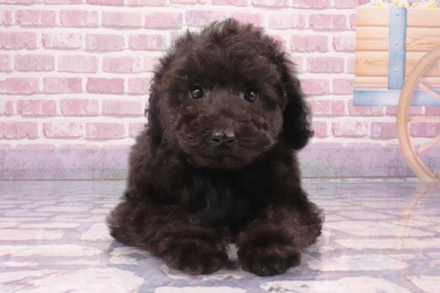 大阪府のトイプードル(トイ) (Coo&RIKU高槻店/2024年9月29日生まれ/男の子/ブラック)の子犬