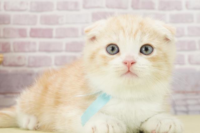 ワンちゃん・ネコちゃん(子犬・子猫)検索結果 | ペットショップ