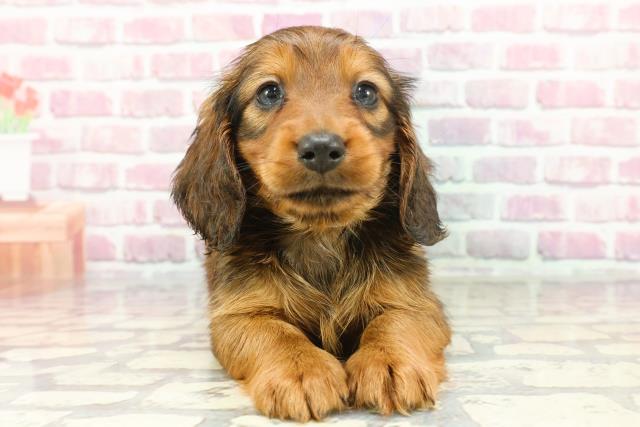 ミニチュアダックスフンドの子犬を探す｜ブリーダー直販の子犬
