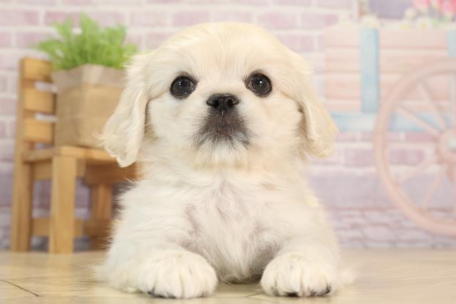 滋賀県のハーフ犬・ミックス犬 (Coo&RIKUアヤハディオ水口店/2024年10月1日生まれ/女の子/クリーム)の子犬