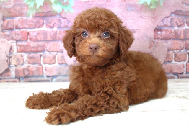 トイ・プードルの子犬（メス♀） 室蘭店｜ペットショップCoo＆RIKU