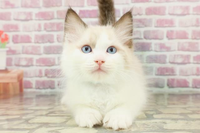 千葉県のラグドール (Coo&RIKU東金店/2024年10月5日生まれ/男の子/シールポイントバイカラー)の子猫