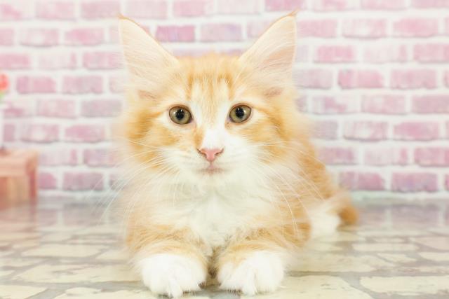 ノルウェージャン・フォレストキャットの子猫(オス♂) 相模原 ノルウェージャン・フォレストキャットの子猫(オス♂) 相模原