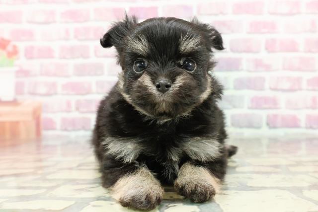 東京都のハーフ犬・ミックス犬 (Coo&RIKU江戸川店/2024年10月7日生まれ/女の子/ブラックタン)の子犬
