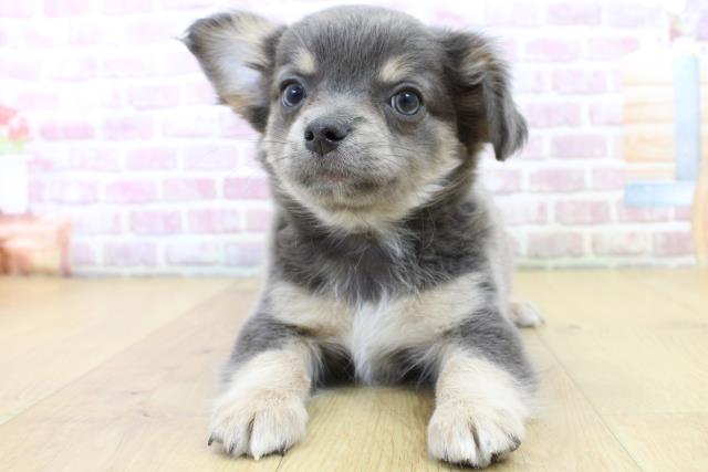 チワワ（ロングコート）の子犬（オス♂） 会津若松店｜ペット