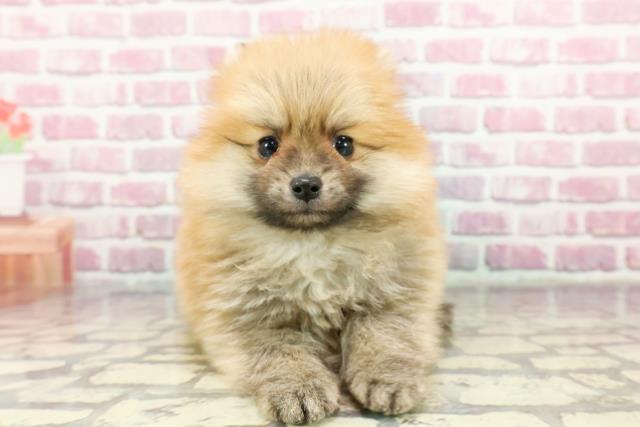 北海道のポメラニアン (Coo&RIKU岩見沢店/2024年10月7日生まれ/男の子/オレンジ)の子犬