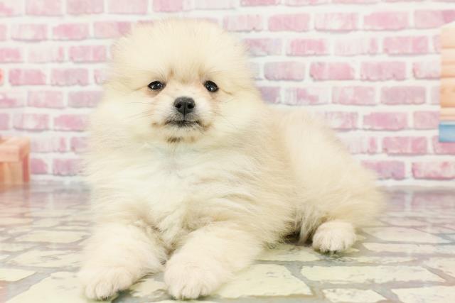 新潟県のポメラニアン (Coo&RIKU長岡店/2024年10月8日生まれ/男の子/クリーム)の子犬の2枚目の画像