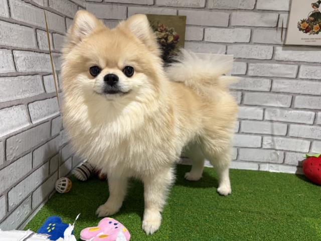 新潟県のポメラニアン (Coo&RIKU長岡店/2024年10月8日生まれ/男の子/クリーム)の子犬の3枚目の画像