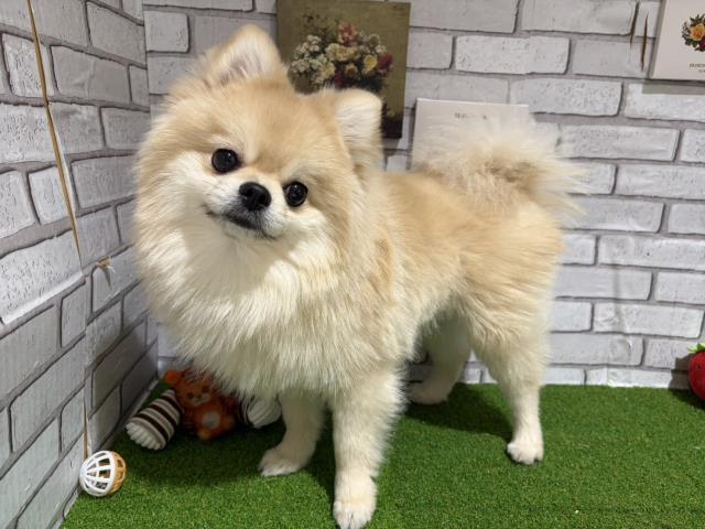 新潟県のポメラニアン (Coo&RIKU長岡店/2024年10月8日生まれ/男の子/クリーム)の子犬の4枚目の画像