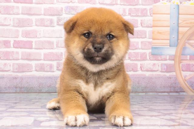 大阪府の柴犬(標準サイズ) (Coo&RIKU高槻店/2024年10月9日生まれ/女の子/赤)の子犬