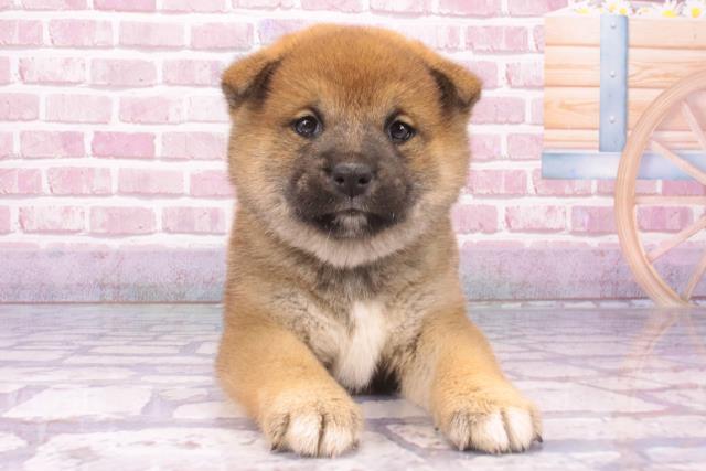 大阪府の柴犬(標準サイズ) (Coo&RIKU枚方店/2024年10月9日生まれ/女の子/赤)の子犬