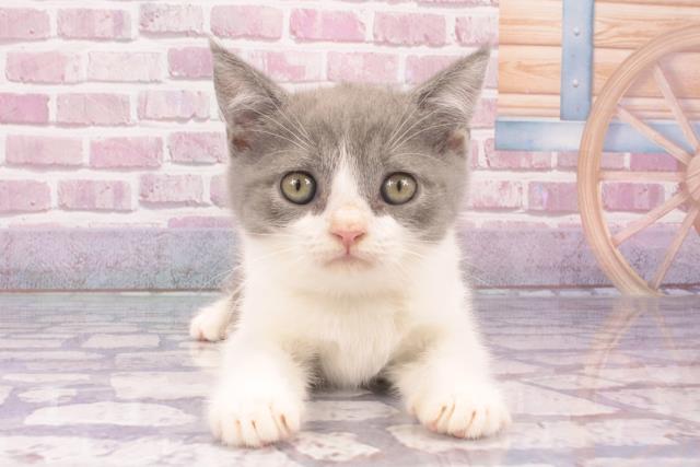 ブリティッシュショートヘアーの子猫(オス♂) 枚方店|ペット ブリティッシュショートヘアーの子猫(オス♂) 枚方店|ペット