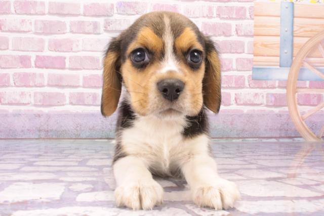 神奈川県のビーグル (Coo&RIKU相模原店/2024年10月12日生まれ/男の子/ハウンドカラー)の子犬