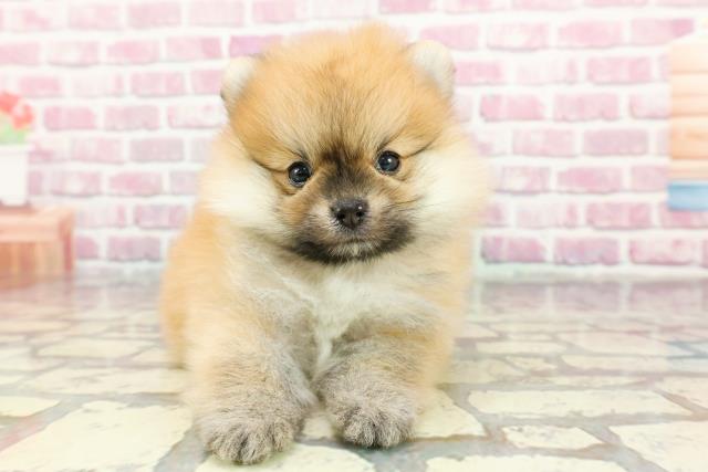 北海道のポメラニアン (Coo&RIKU札幌西店/2024年10月13日生まれ/男の子/オレンジ)の子犬