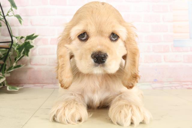 にっとちゃん様 あみぐるみ 犬 オーダーno128.129 コッカー