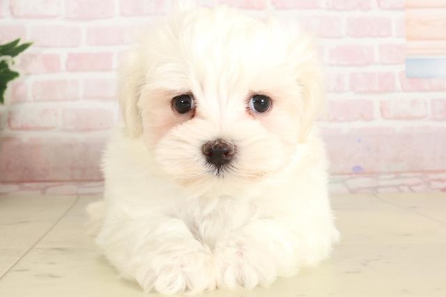 福岡県のマルチーズ (Coo&RIKU福岡西店/2024年10月13日生まれ/男の子/ホワイト)の子犬