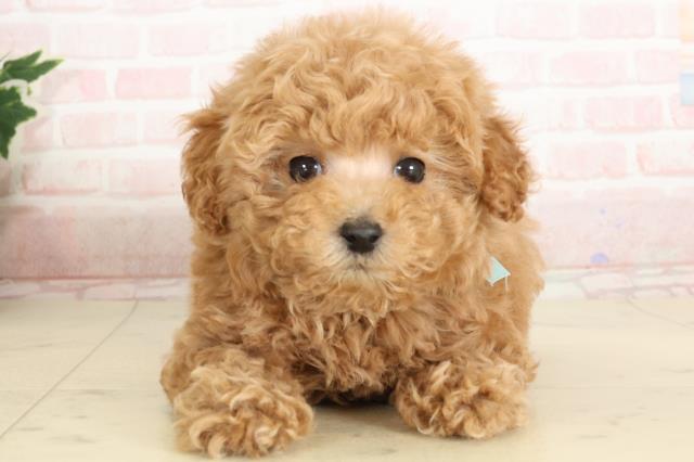 鹿児島県のティーカッププードル (Coo&RIKU鹿児島店/2024年10月11日生まれ/男の子/アプリコット)の子犬