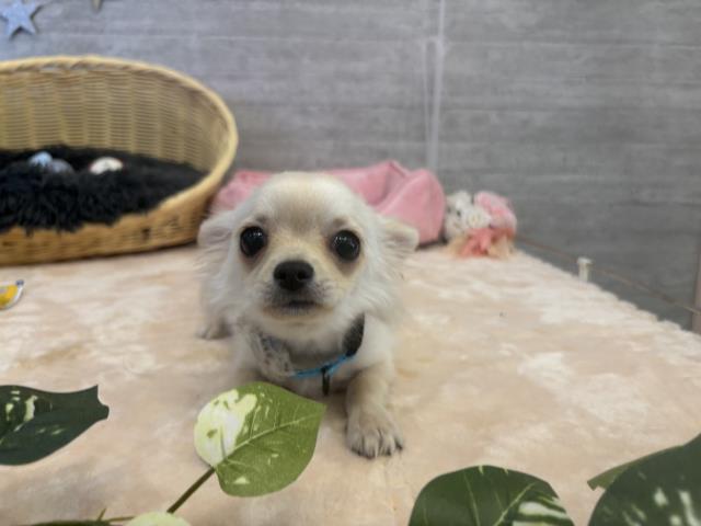 静岡県のチワワ(ロング) (Coo&RIKU富士店/2024年10月11日生まれ/男の子/クリーム)の子犬