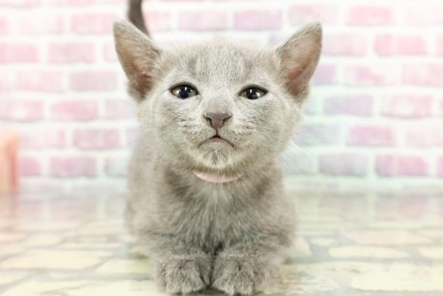 新潟県のロシアンブルー (Coo&RIKU新潟西店/2024年10月8日生まれ/女の子/ブルー)の子猫の1枚目の画像