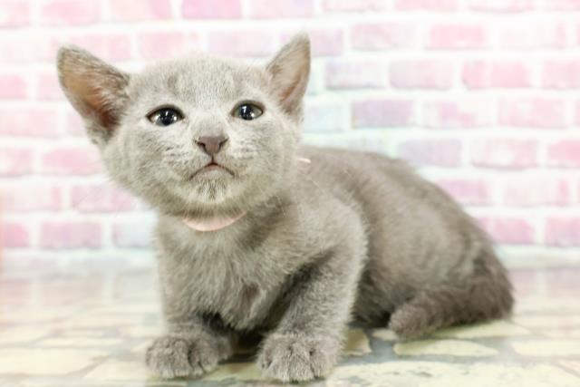 新潟県のロシアンブルー (Coo&RIKU新潟西店/2024年10月8日生まれ/女の子/ブルー)の子猫の2枚目の画像