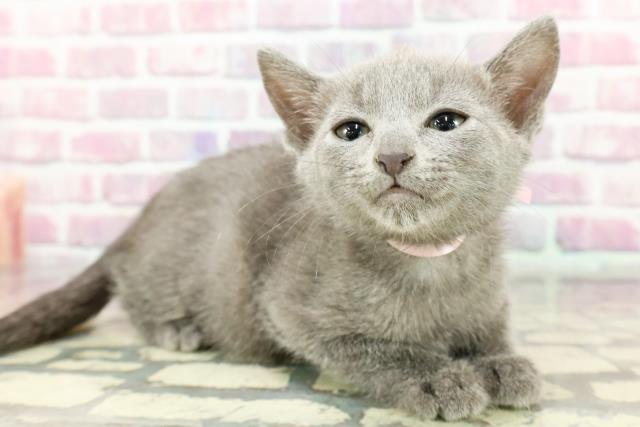 新潟県のロシアンブルー (Coo&RIKU新潟西店/2024年10月8日生まれ/女の子/ブルー)の子猫の3枚目の画像