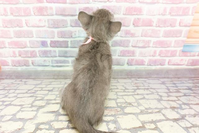 新潟県のロシアンブルー (Coo&RIKU新潟西店/2024年10月8日生まれ/女の子/ブルー)の子猫の4枚目の画像