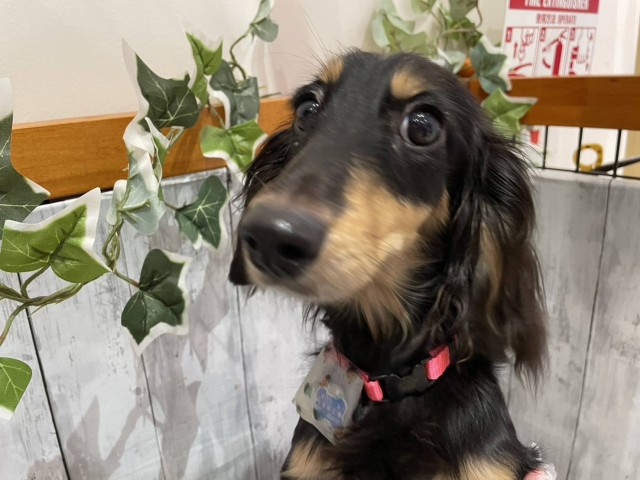 ミニチュア・ダックスフンド