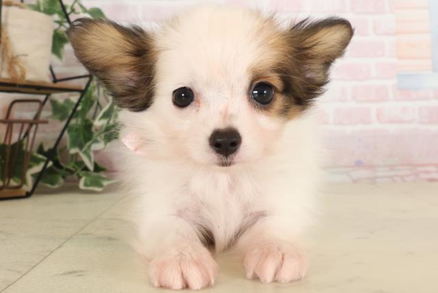 熊本県のパピヨン (Coo&RIKUカリーノ玉名店/2024年10月13日生まれ/女の子/ホワイトブラウン)の子犬