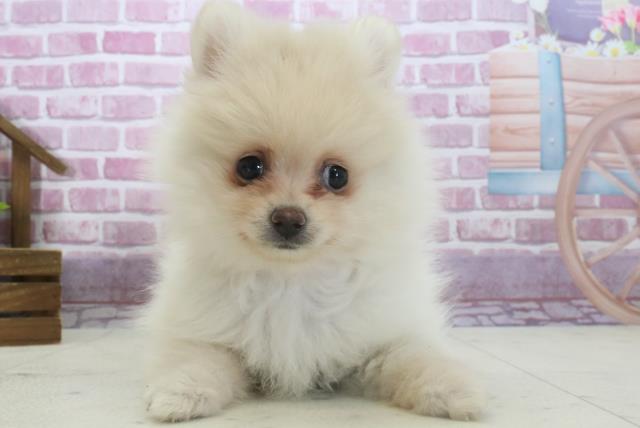 徳島県のポメラニアン (Coo&RIKU徳島店/2024年10月9日生まれ/女の子/クリーム)の子犬